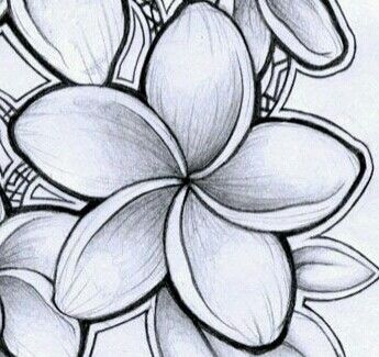 Araliya Flower Drawing, Tile Art Ideas, Streamer Flowers, Crepe Streamers, Wildflower Tattoo, Design Art Drawing, Drawing Flowers, Tile Art, Nicaragua