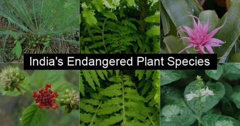 Endangered Species of Plants in India Endangered Plants, Website Services, Wild Plants, Plant Species, Endangered Species, Rare Plants, The List, Herbs, India