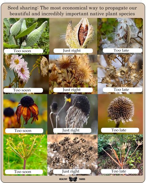 It is important to know when... - National Garden Clubs Inc. Dill Plant, Native Plant Gardening, Garden Whimsy, Seed Saving, School Garden, Pollinator Garden, Master Gardener, Garden Club, Propagating Plants