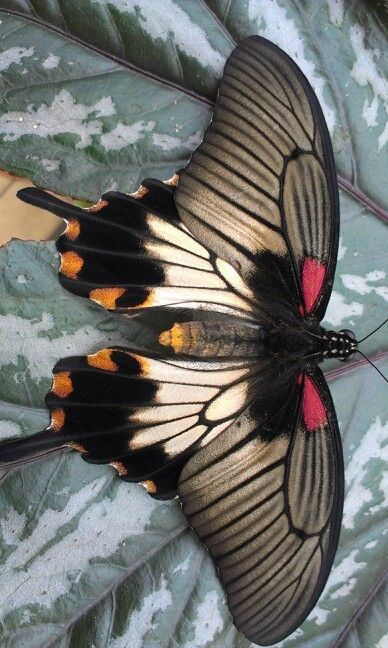 Beautiful! ✏✏✏✏✏✏✏✏✏✏✏✏✏✏✏✏ IDEE CADEAU ☞ http://gabyfeeriefr.tumblr.com/archive… Bugs Collection, Mormon Butterfly, Amelia Grey, Butterfly Symmetry, Photo Papillon, Butterfly Beautiful, Moth Caterpillar, Swallowtail Butterfly, Butterfly Photos