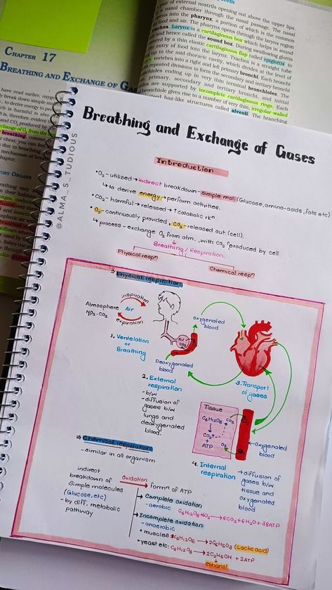 Class11 Biology Notes, Aesthetic Notes Class 10, Cell Division Notes Aesthetic, Breathing And Exchange Of Gases Notes, Biology Notes Class 10, Biology Notes Ideas, Reproduction Notes, Aesthetic Biology Notes, Aesthetic School Notes