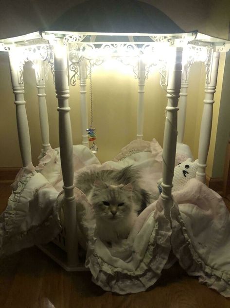 I Made A Gazebo For My Cat. She’s So Spoiled I Love Her Spoiled Cat, Funny Cat Images, Spoiled Cats, She Go, Spoiled Pets, Paw Paws, Funny Cat Faces, Little Live Pets, Funny Cat Photos