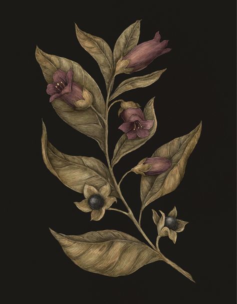 Deadly Nightshade Illustration, Henbane Drawing, Wolfsbane Flower Drawing, Nightshade Flower Drawing, Black Hellebore Tattoo, Belladonna Flower Aesthetic, Atropa Belladonna Tattoo, Gothic Flower Painting, Deadly Nightshade Drawing