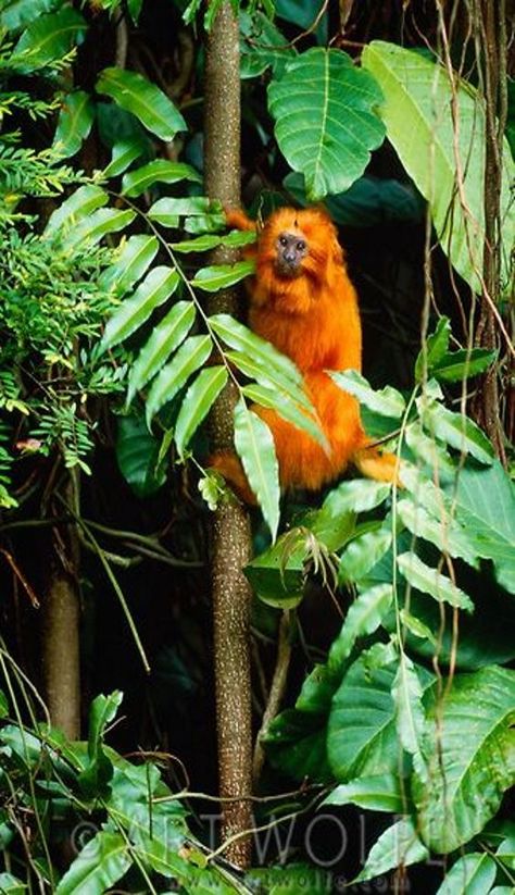 Rain Forest Animal, Brazil Animals, Brazil Rainforest, Illegal Logging, Amazon Animals, Rainforest Photography, Golden Lion Tamarin, Rainforest Theme, Infrastructure Development