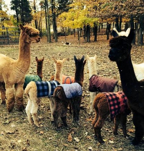 15 Stylish Ideas From Llamas And Alpacas | PetPress Llama Llama, Alpaca Farm, Cute Alpaca, Llama Drama, Llama Alpaca, Winter Photos, Cute Creatures, Baby Alpaca, Animals Friends