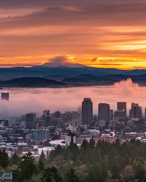 Portland Oregon on Instagram: “Beautiful photo of our city captured by @n1ck_on 🌇🌹 #portland #pdx #portlandnw #rosecity #city” Portland Skyline, Rose City, Oregon Washington, Wide World, Art References, Portland Oregon, Seattle Skyline, Pacific Northwest, United States Of America