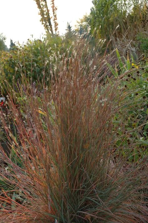 Schizachyrium scoparium (little bluestem) - City of Fort Collins Schizachyrium Scoparium, Little Bluestem, September Flowers, Sun And Water, Plant List, Leaf Coloring, High Altitude, Backyard Projects, Fort Collins