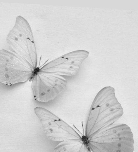 White Aesthetic Spiritual, White Buterfluffy, Asthetic Picture White, White Asthetics Photos, White Astethic, White Esthetics, White Butterfly Aesthetic, White Aesthetic Pictures, Violets Wallpaper