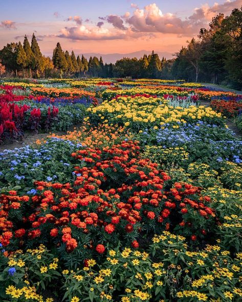 🎄Nikita🎅 (@NikoLas_112) / Twitter Flower Field Reference, Field Reference, Flower Field Aesthetic, Flowers Reference, Park In Autumn, Field Aesthetic, Flower Park, Flower Meadow, Field Of Flowers