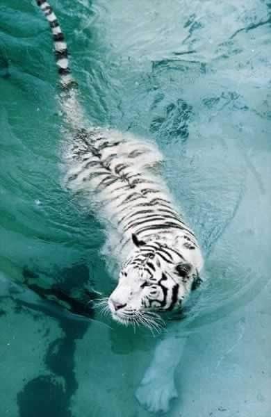 Swimming Tiger, Tiger Swimming, Pretty Tiger, Snow Tiger, White Tigers, Siberian Tiger, Majestic Animals, White Tiger, Nature Animals