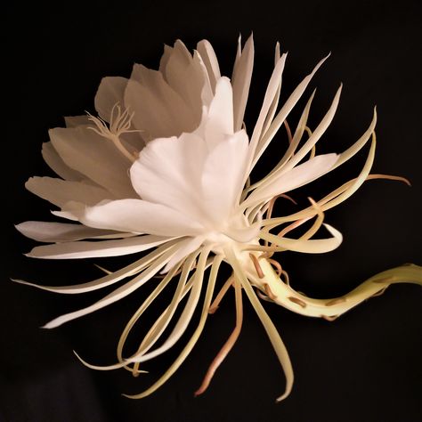 This is Epiphyllum Oxypetalum that the photographer planted. It is also named as "Queen of the night". It rarely blooms, but just if it blooms, it lasts for few short hours at night a year. It smells sweet, fresh and really wonderful. "If we see the miracle of flower, our whole life would change." Taken by Tze Ying, Joyce Chan Queen Of The Night Flower, Epiphyllum Oxypetalum, Night Blooming Flowers, Orchid Cactus, Queen Of The Night, Collection Ideas, Night Flowers, Cactus Flower, At Night