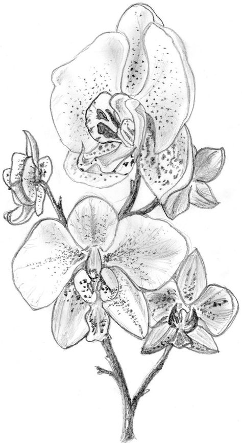 Orchid by IronGarlic Orchids Drawing Sketches, Orchid Flower Sketch, Orchid Pencil Drawing, Orchid Sketch, Orchid Drawing, Flowers Sketch, Flowers Orchids, Orchid Photography, Orchid Tattoo