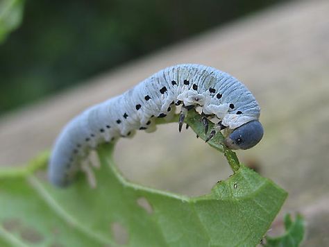 blue caterpillar? White Caterpillar, Metamorphosis Tattoo, Glass Aesthetics, Alice Aesthetic, Blue Caterpillar, Film Alice In Wonderland, Animation Aesthetic, Alice Rabbit, Wonderland Aesthetic