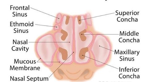 Nose Anatomy Medical, Nasal Cavity Anatomy, Nose Diagram, Nose Anatomy, Anatomy 101, Teach Drawing, Sinus Drainage, Maxillary Sinus, Parts Of The Nose