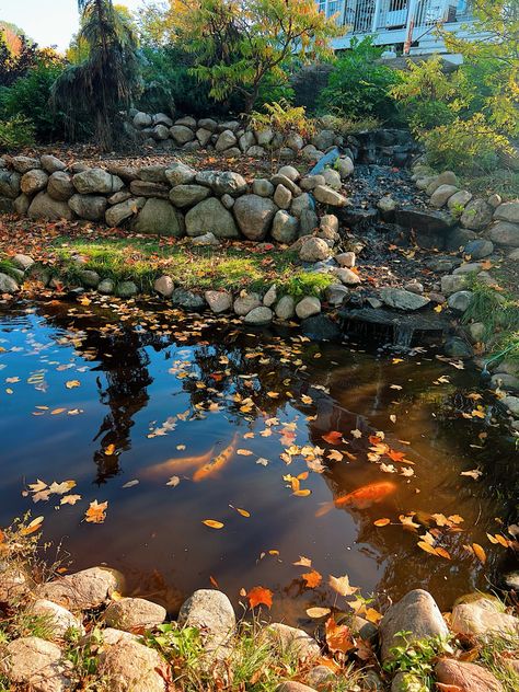 koi pond / fall / apple orchard / autumn / fall vibes / koi Fall Apples, Koi Pond, Fall Vibes, Koi