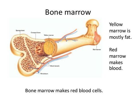 Blood Clotting, Skeletal System, White Blood, White Blood Cells, Bone Marrow, Red Blood, Red Blood Cells, Blood Cells, Anatomy And Physiology