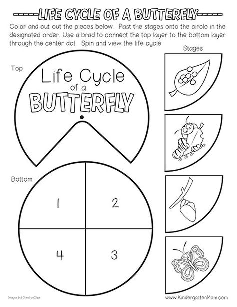 Butterfly Life Cycle Craft Kindergarten, Butterfly Life Cycle Preschool Printable, Butterfly Life Cycle Coloring Page, Butterfly Life Cycle Activity Preschool, Life Cycle Of A Butterfly Kindergarten, Butterfly Cycle Activities, Cycle Of Butterfly Preschool, Butterflies Life Cycle, Butterfly Life Cycle Free Printable