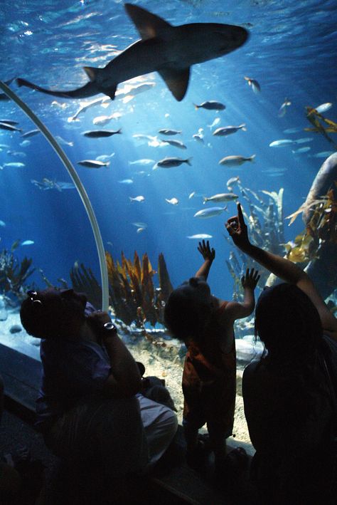 At Sea Life Aquarium you'll  come nose to nose with sharks, humble starfish, seahorses, and graceful rays. Sea Life Centre, Canyon Bike, Aquarium Photos, Visit Helsinki, Fun Family Activities, Pure Michigan, Blackpool, Underwater World, Sealife