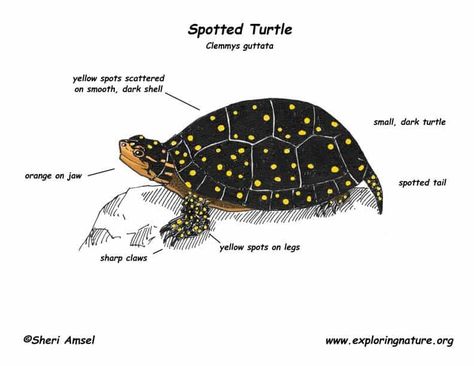 spotted turtles for sale Michigan Wildlife, Turtles For Sale, Spotted Turtle, Spots On Legs, Art Things, Turtles, Seals, Reptiles, Michigan