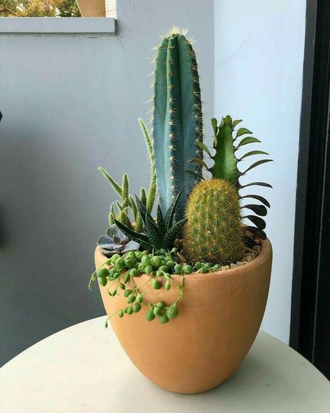 Mini Cactus Garden, Kaktus Dan Sukulen, Cactus Arrangement, Cactus House Plants, Potted Cactus, Flowering Succulents, نباتات منزلية, Succulent Garden Design, Succulent Garden Diy