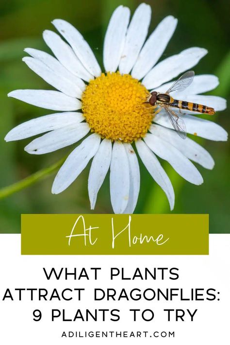 What Plants Attract Dragonflies: 9 Plants To Try Dragonfly Attracting Plants, How To Attract Dragonflies, Plants For Dragonflies, Flowers That Attract Dragonflies, How To Attract Dragonflies To Your Yard, Plants That Attract Dragonflies, Dragonfly Plants, Attracting Dragonflies, Pollinators Garden