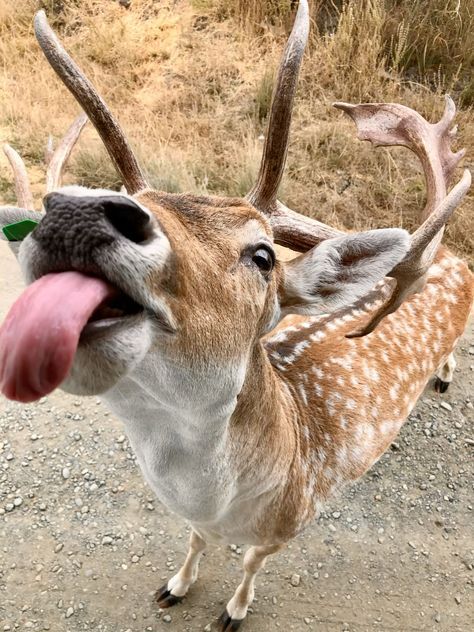 Deer With Pit Vipers, Deer Meme Funny, Funny Deer Pictures, Deer Hunting Memes, Deer Meme, Deer Hunting Humor, Friend Vibes, Deer Ears, Funny Deer