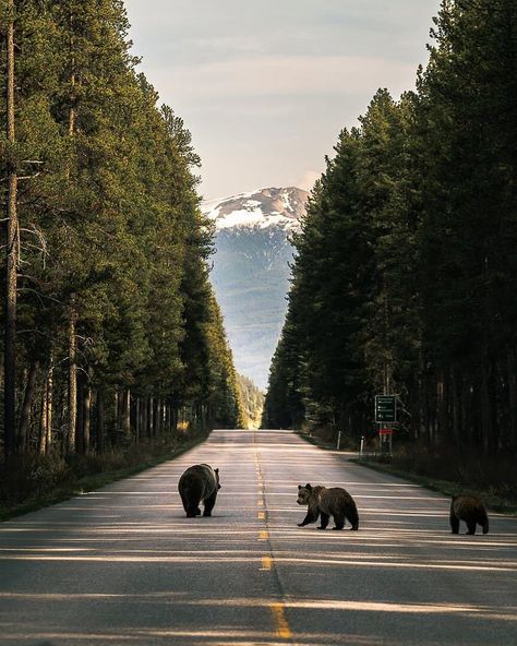 Tour Canada 🇨🇦 posted on Instagram: “Grizzly bear family in Banff national Park 🐻🇨🇦 photo by @ryan.purdy #tourcanada” • See all of @tourcanada's photos and videos on their profile. Banff National Park Canada, Conservation Biology, Banff Canada, Banff Alberta, Canada Road Trip, National Park Photos, Rose Hill, Bear Mountain, Sea To Shining Sea