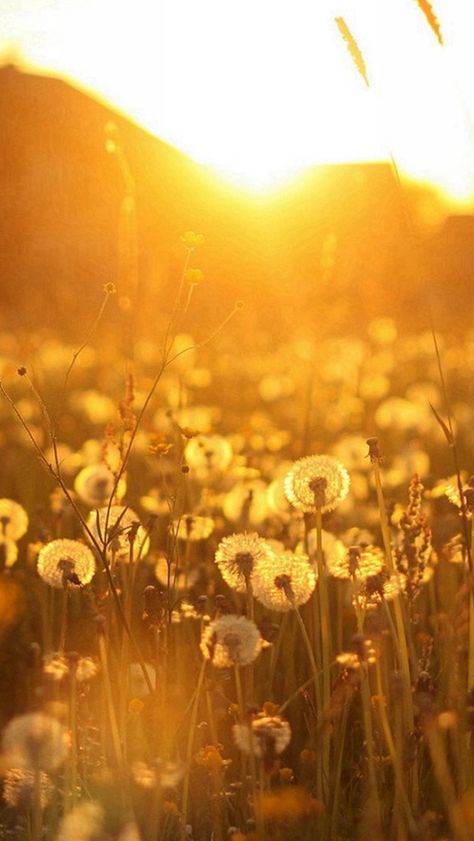 Nature Dandelion Sunlight Field #iPhone #5s #wallpaper A Field Of Dandelions, Field Of Dandelions, Wallpapers Ipad, Nature Iphone Wallpaper, Wallpaper Ipad, Wallpaper Pastel, Gold Aesthetic, المملكة العربية السعودية, Trendy Wallpaper