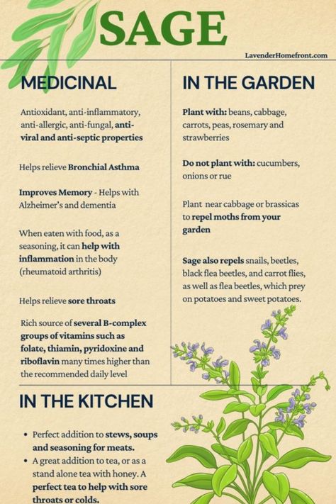 Sage Varieties, Sage Benefits, Sage Uses, Medicinal Wild Plants, Herbal Education, Herbal Medicine Recipes, Sage Tea, Medicinal Herbs Garden, Magickal Herbs