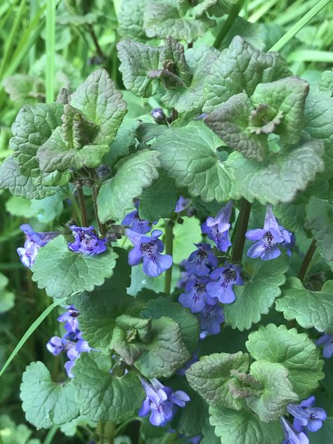 I don’t know what this plant is, but it’s growing behind the barn. It’s about 8” tall and very virbrant color. Glechoma Hederacea, Creeping Charlie, Ground Ivy, Garden Plans, Nature Tattoos, Farm Gardens, The Barn, Creepers, I Don T Know