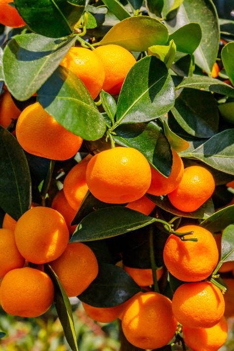 How To Grow Orange Trees In Containers - Great For All Climates! Oranges Reference, Growing Oranges, Nail Designs Orange, Orange Nails Acrylic, Orange Plants, Oranges Fruit, Orange Farm, Mandarin Tree, Tattoo Plant