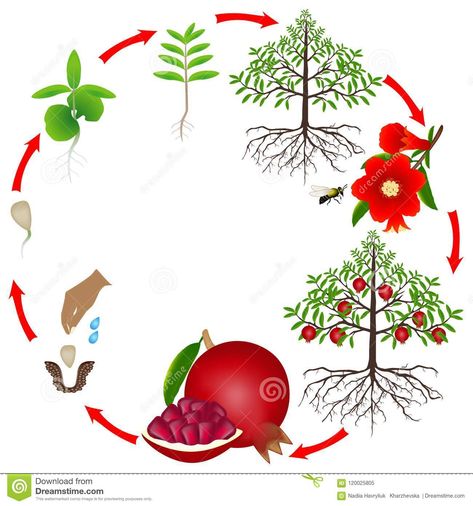 Life cycle of a pomegranate tree on a white background. Lychee Tree, Cherry Plant, Pomegranate Tree, Plant Activities, Apple Roses, Montessori Materials, Tree Illustration, All About Plants, Life Cycle