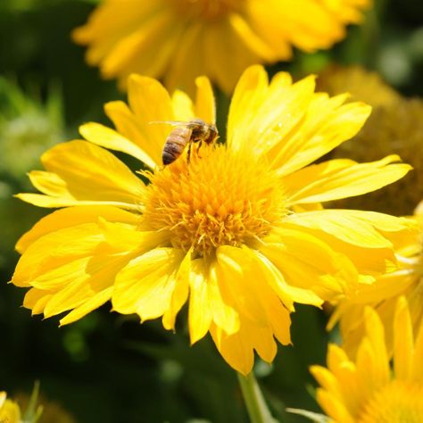 Gaillardia Flower, Basic Flower, Gardening Seeds, Yellow Blanket, Garden Flowers Perennials, Yellow Blankets, Blanket Flower, Perennial Flower, Flower Picture