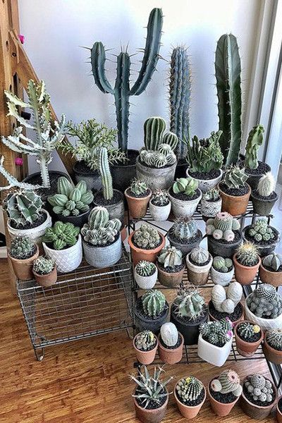 Mini Cactus Garden, Succulent Garden Ideas, Small Cactus Plants, How To Grow Cactus, Kaktus Dan Sukulen, Cactus Arrangement, Cactus House Plants, Inside Garden, Indoor Cactus