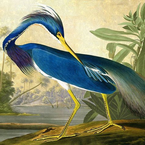 TROWBRIDGE - London Heron Art, James Audubon, Birds Of America, John James Audubon, Antique Illustration, Bird Wall Art, Illustration Vintage, Tropical Birds, Blue Heron