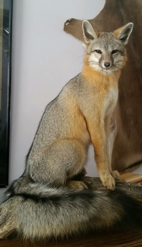 Coyote Taxidermy, Coyote Mounts, Fox Taxidermy, Taxidermy Fox, Taxidermy For Sale, Antler Mount, Taxidermy Decor, Taxidermy Display, Animal Mounts