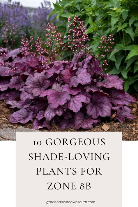 Discover a variety of shade-loving plants that thrive in low-light conditions. From elegant Astilbes to vibrant Bleeding Hearts, explore the beauty and versatility of shade gardening. Create a lush and colorful garden in shady spots with our expert tips and recommendations. Embrace the charm of shade-loving plants and transform your outdoor space into a botanical sanctuary. Colorful Shade Garden, Plants For Shade Outdoors, Shade Loving Plants, Zone 8b, Shade Garden Design, Shade Gardening, Edging Plants, Shade Loving Perennials, Purple Plants