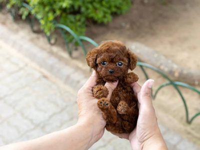 Micro Puppies, Micro Teacup Poodle, Bobbed Haircuts, Micro Poodle, Teacup Poodles For Sale, Teacup Kitten, Tiny Toy Poodle, Micro Teacup Puppies, Teacup Poodle Puppies