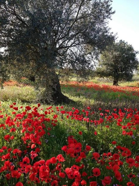 Fields Of Poppies, California Poppy Field, Poppy Fields Photography, Red Flower Field, Red Flower Field Aesthetic, Wild Flower Meadow, Autumn Scenes, Fruit Painting, Olive Tree