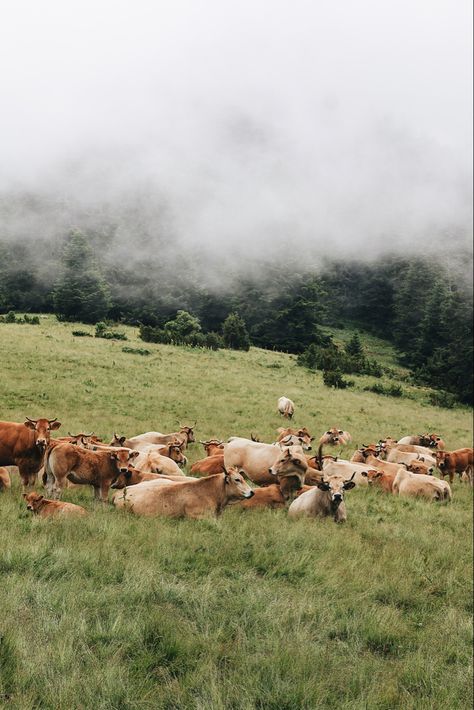 Animal Farms, Australian Gothic, Small Holding, Farm Inspiration, Chicken Raising, Country Girl Life, Moody Aesthetic, Raise Chickens, Dance Photography Poses