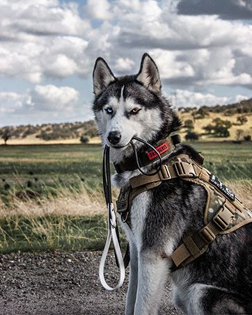 [Mesh Design]: Breathable and quick to dry for all seasons, mesh design with the same tactical style and durability. Rugged 1000D nylon offering great dirt/water/abrasion resistance. [No Pull D-ring]: 3 stainless steel D-rings at the front chest and back for training, short and long leashes, with 4 UTX-Duraflex quick-release buckles and 6 fully adjustable straps. [Molle/Handles]: Looped MOLLE panel on both sides for add-ons such as treat totes, poop bag pouches, military patches and name tags. Tactical Harness, Tactical Dog Harness, Husky Pics, Geometric Dog, Service Dog Vests, Group Of Dogs, Military Dogs, Dog Vest Harness, Dog Vest