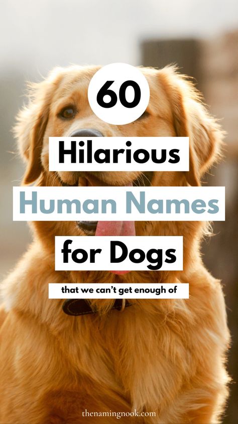 Looking for a cute and unique dog names for your dog or kitten? We’re sharing 60 adorable and ironic human names for dogs. If you’re looking for a unique dog name, you’ll find the perfect funny and rare dog names names! Cute puppy names, cute names for dogs Alcohol Dog Names, Funny Puppy Names, Fun Dog Names, Funny Names For Dogs, Funny Girl Dog Names, Female Dog Names Unique, Good Dog Names, Unique Puppy Names, Female Puppy Names