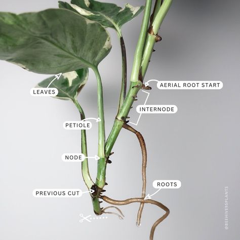 Phytomorphology: Epipremnum aureum ‘Pearls & Jade’ Node: Raised ring around the stem where the petiole meets. Nodes contain everything… | Instagram Epipremnum Aureum, Plant Tips, Pinterest Garden, Plant Mama, Plant Magic, Household Plants, Plant Care Houseplant, Gothic Garden, Plant Book