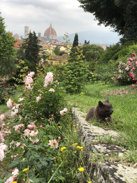 This cat chilling in the rose garden in Florence, Italy Cat Chilling, Florence Italy, The Grass, Rose Garden, The Rose, A Cat, Florence, Lush, Trees