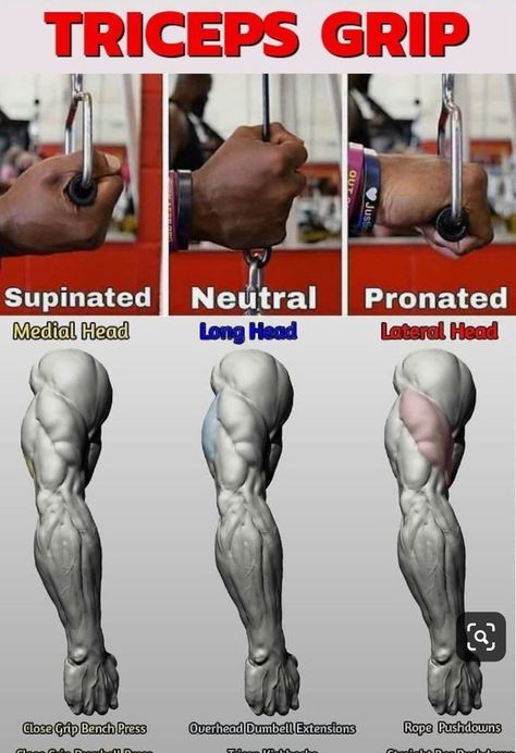 Gym Workout Chart, Trening Fitness, Weight Training Workouts, Popular Workouts, Body Workout Plan, Workout Chart, Chest Workouts, Triceps Workout, Biceps Workout