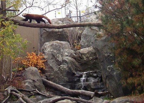 Red Panda 1 Red Panda Exhibit, Planet Zoo Red Panda Habitat, Red Panda Habitat, Zoo Habitats, Zoo Enclosures, Zoo Exhibit, Zoo Decor, Panda Habitat, Zoo Pictures