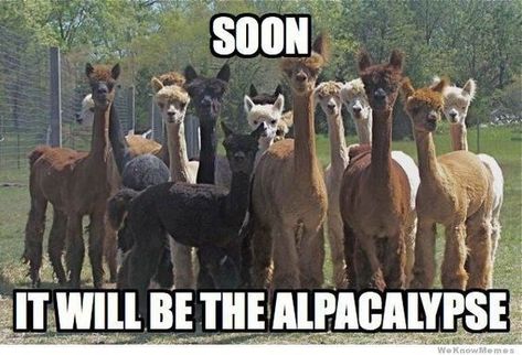 15 Hilarious Alpaca Memes That Will Have You Laughing All Day - I Can Has Cheezburger? Alpaca Funny, Animal Funnies, Alpaca My Bags, Drama Llama, Animal Humour, Alpaca Farm, Cute Alpaca, Memes Lol, Llama Drama