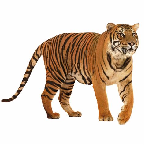 tiger statuette Caspian Tiger, South China Tiger, Tiger Species, Tiger Facts, Malayan Tiger, Save The Tiger, Amur Tiger, School Kids Crafts, Panthera Tigris