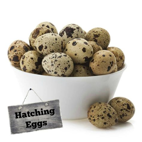 Pharaoh Coturnix Quail Eggs | Purely Poultry Pheasant Eggs, Pickled Quail Eggs, Coturnix Quail, Raising Turkeys, Chicken Incubator, Raising Quail, Pbs Food, Rare Colors, Duck Eggs