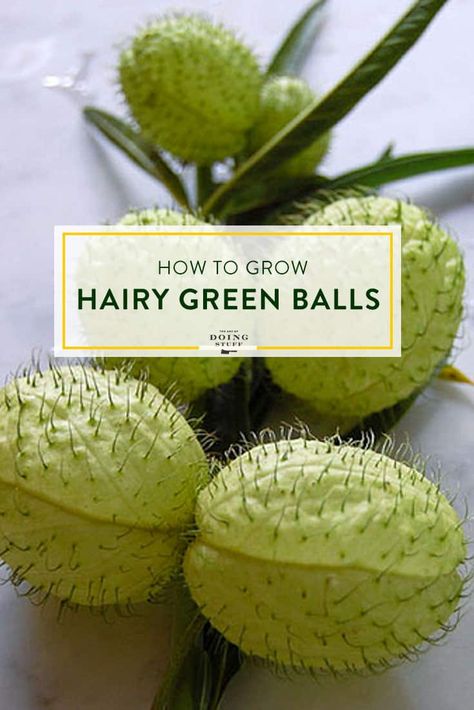 Hairy Balls Flower Diy Foaming Hand Soap, Diy Dog Food, Canned Dog Food, Spring Cleaning Checklist, Green Balloon, Fall Flower Arrangements, Balloon Flowers, Seed Pods, Seed Starting